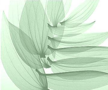 Röntgen kontrastmittelgefärbter Blätter